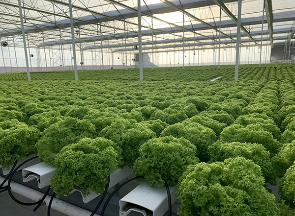 夏季水培葉菜生產管理要點